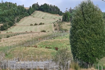 Los Muermos, Región de Los Lagos. Chile, ,Terreno,En Venta,1038