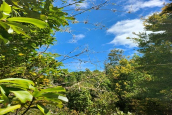 Tambor alto, comuna de los muermos, Los lagos, ,Terreno,En Venta,1087